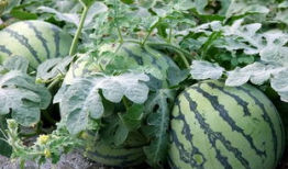 娱乐圈吃瓜文具有哪些,揭秘明星幕后故事与八卦传闻