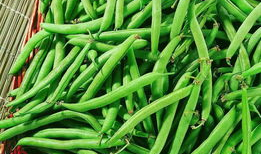 蕉麻豆,绿色营养新宠，健康生活新选择